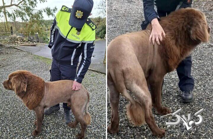 شباهت چهره سگ به شیر