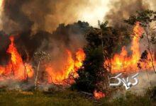 آخرین تصاویر از اطفای حریق در جنگل الیت منتشر شد +ویدیو