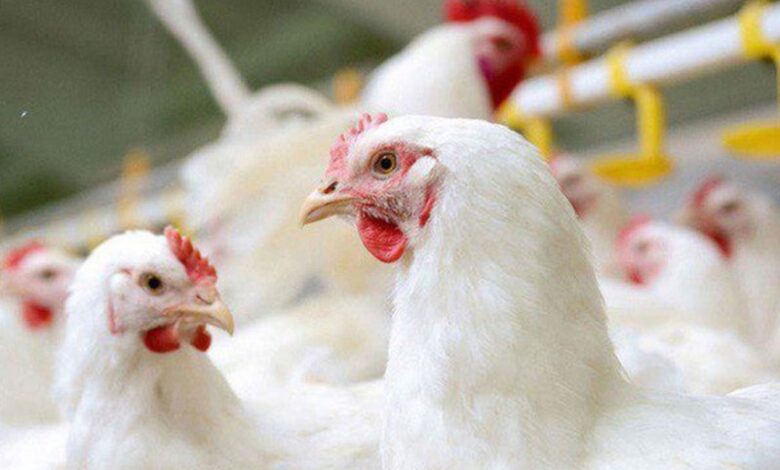 عاقبت مرغ‌های تریاکی چه شد