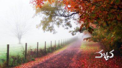 پیش بینی وضعیت هوا تا پایان هفته/ این استان ها بارانی می شوند