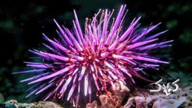 جانوری که تمام بدنش مغز است!+ عکس