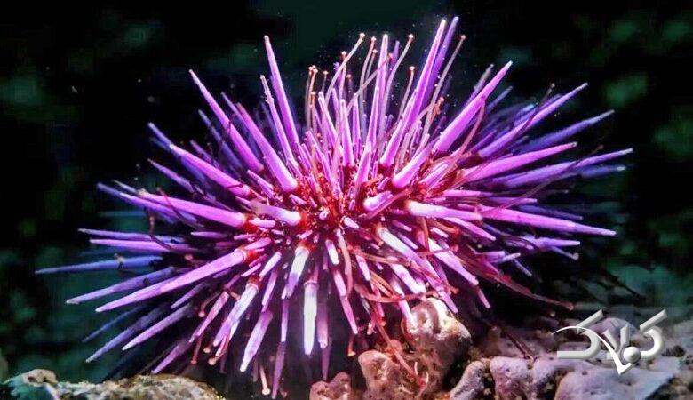 جانوری که تمام بدنش مغز است!+ عکس