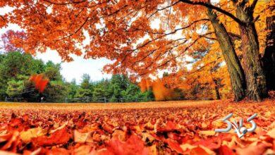 هشدار هواشناسی درباره ورود موج پیاپی سامانه‌ها؛ آغاز بارش‌ها از امشب
