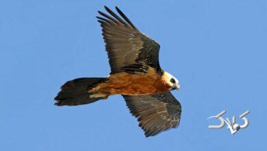 دیده شدن همای سعادت در شهرک اکباتان تهران+ عکس