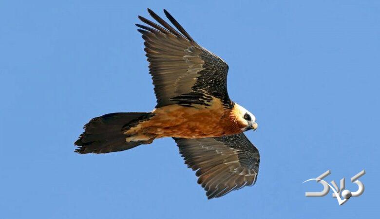 دیده شدن همای سعادت در شهرک اکباتان تهران+ عکس