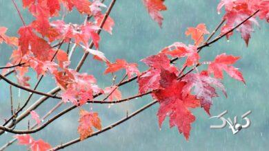 خبر بد هواشناسی برای تهرانیها / زمان رسمی آغاز بارشهای زمستانی اعلام شد