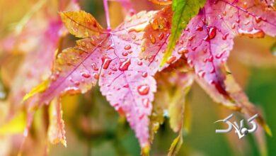 خبر خوش/ آسمان از این تاریخ بارانی می شود