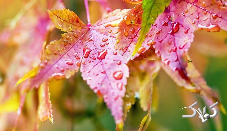 خبر خوش/ آسمان از این تاریخ بارانی می شود