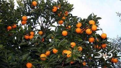 دعوای مسئولان بالا گرفت/ مرکباتی که در رنگهای صنعتی غلت میخورند