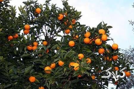 دعوای مسئولان بالا گرفت/ مرکباتی که در رنگهای صنعتی غلت میخورند