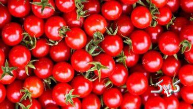 قیمت گوجه فرنگی مردم را شوکه کرد