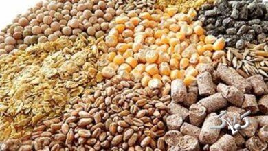 علت کمبود نهادههای دامی کدام است؟ مافیا یا سوءمدیریت