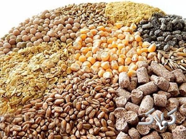 علت کمبود نهاده‌های دامی کدام است؟ مافیا یا سوء‌مدیریت