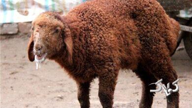 تب برفکی به انسان منتقل میشود؟