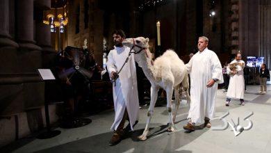 ویدیو| ماجرای حضور حیوانات در کلیسای مشهور نیویورک چه بود؟