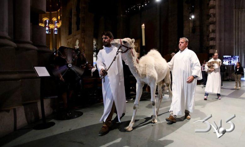 ویدیو| ماجرای حضور حیوانات در کلیسای مشهور نیویورک چه بود؟