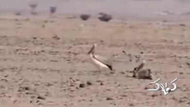 ببینید: دریاچه ارومیه تبدیل به کویر شده