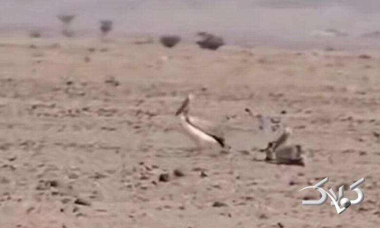 ببینید: دریاچه ارومیه تبدیل به کویر شده