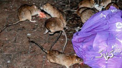 موش‌ها این شهر را به تصرف خود درآوردند! +ویدیو