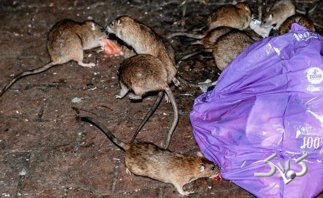 موشها این شهر را به تصرف خود درآوردند! +ویدیو