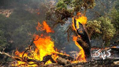 اعزام سه بالگرد برای مهار آتشسوزی؛ وضعیت جنگلهای شمال خطرناک است