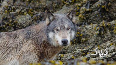 این گرگ‌ها ماهی شکار می‌کنند +ویدیو