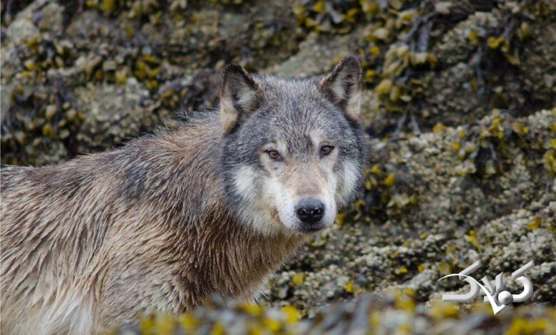 این گرگها ماهی شکار میکنند +ویدیو