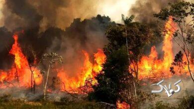 ایران برای مهار آتش در الیتِ چالوس درخواست کمک سریع کرد +عکس