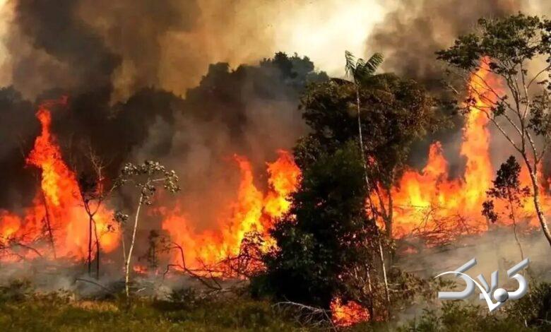 ایران برای مهار آتش در الیتِ چالوس درخواست کمک سریع کرد +عکس