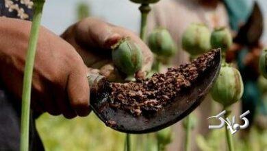 باور می‌کنید سالانه ۵۰۰تن تریاک خالص وارد می‌کنیم؟ ۷۲۰۰۰۰۰۰۰۰۰۰۰۰ تومان!