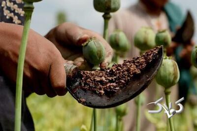 باور می‌کنید سالانه ۵۰۰تن تریاک خالص وارد می‌کنیم؟ ۷۲۰۰۰۰۰۰۰۰۰۰۰۰ تومان!