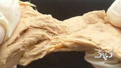 چینیها جهان را غافلگیر کردند: قارچی که میتوان به جای گوشت خورد!