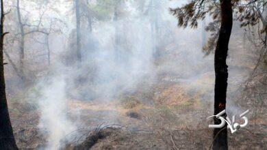 تداوم آتش‌سوزی‌های جنگلی؛ مدعی العموم کجاست؟