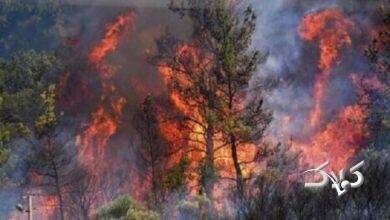 آتش در جنگلهای سوادکوه مهار شد +ویدیو