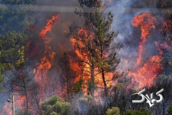 آتش در جنگلهای سوادکوه مهار شد +ویدیو