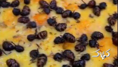 بفرمایید پیتزای مورچه! +ویدیو