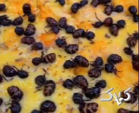 بفرمایید پیتزای مورچه! +ویدیو