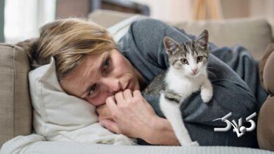 گربه خانگی چه بلایی به سر یک خانواده می‌آورد؟