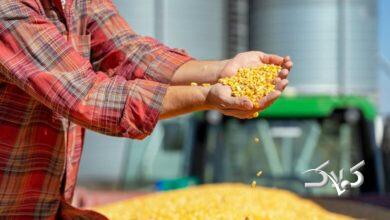 راهنمای ۶ مرحله ای خرید ذرت دامی وارداتی از بازرگانی محمدیان