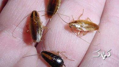 با سوسک‌های حمام و آشپزخانه چه کنیم؟