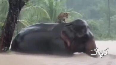 این فیل مهربان به داد پلنگ رسید +ویدیو