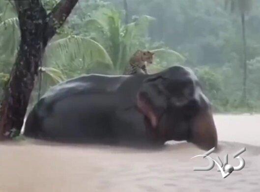 این فیل مهربان به داد پلنگ رسید +ویدیو