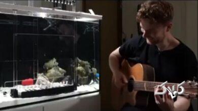 اختاپوس نوازنده پیانو دانشمندان را شوکه کرد +ویدیو