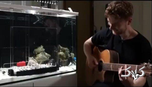 اختاپوس نوازنده پیانو دانشمندان را شوکه کرد +ویدیو