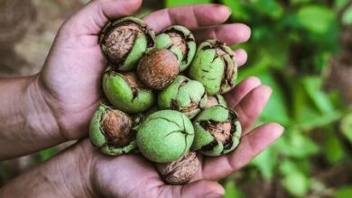 راه های از بین بردن سیاهی دست توسط گردو