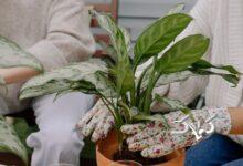 گیاه آگلونما Aglaonema