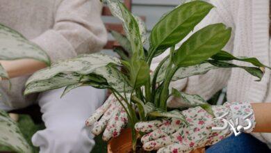 گیاه آگلونما Aglaonema