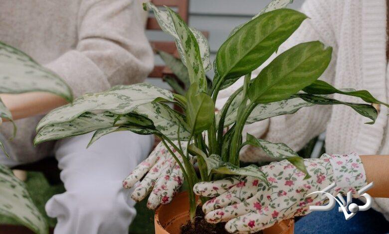 گیاه آگلونما Aglaonema