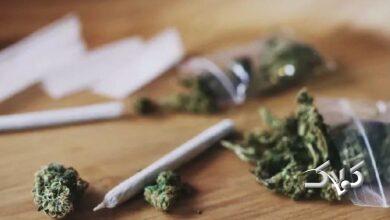 ماده مخدر گل - ماری جوآنا - گرس