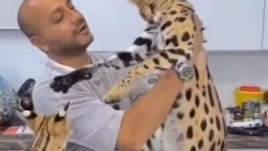 گربه ساوانا